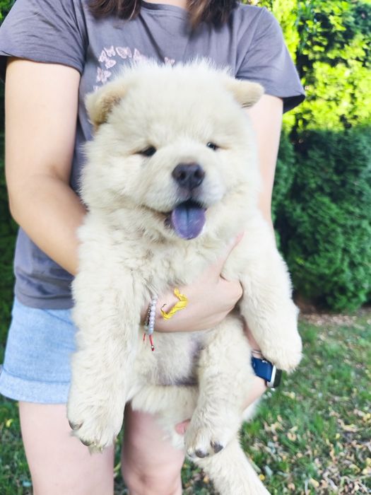Chow chow niebieski piesek