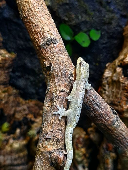 Gekon płaczący - Lepidodactylus lugubris