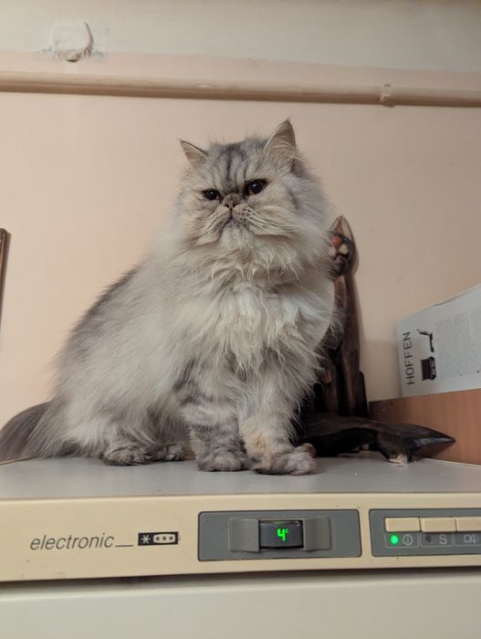 Kocurek perski pers persy kocięta perskie kot koty