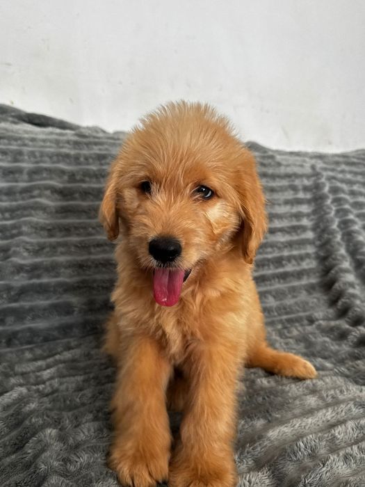 Labradoodle  piesek  Kubuś