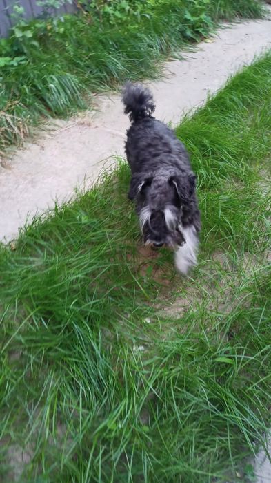 Цвергшнауцер 5 лет девочка КСУ