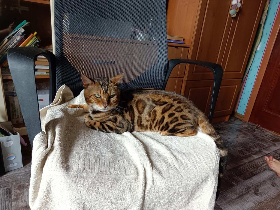 Продам бенгальского кота ,(бенгальський кіт)
