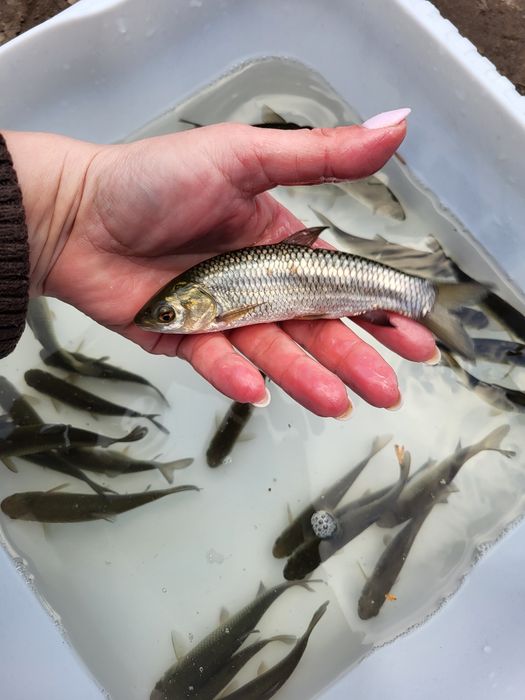 Amur karp lin karaś koi jesiotr szczupak