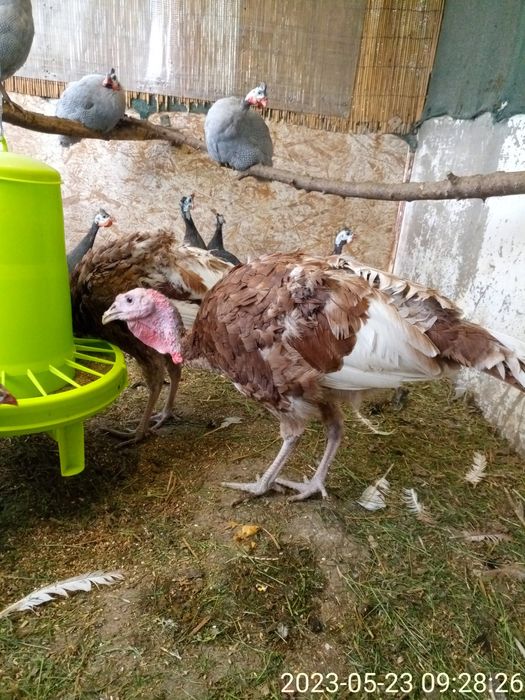 Породистые  индюки.Самцы и самки на племя.