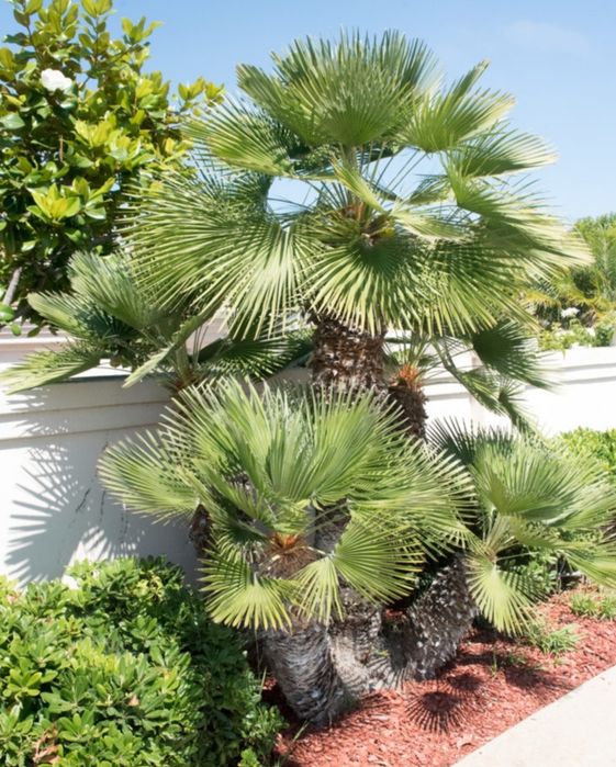 Palmeiras de leque europeias ou Chamaerops humilis