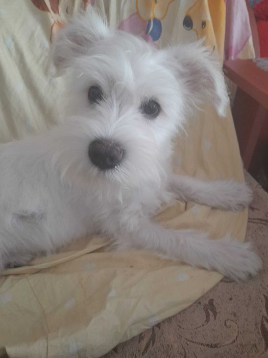 samczyk sznaucer miniaturowy biały