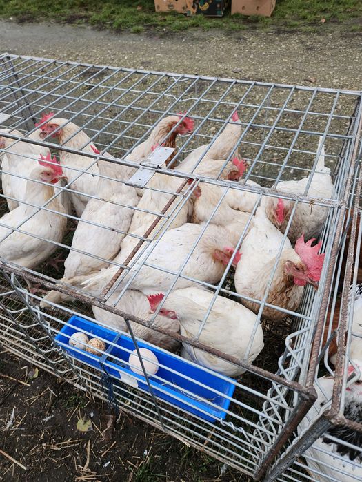Kury nioski Rosa z pierwszym jajkiem. Leghorn z wolnego wybiegu. Dowóz