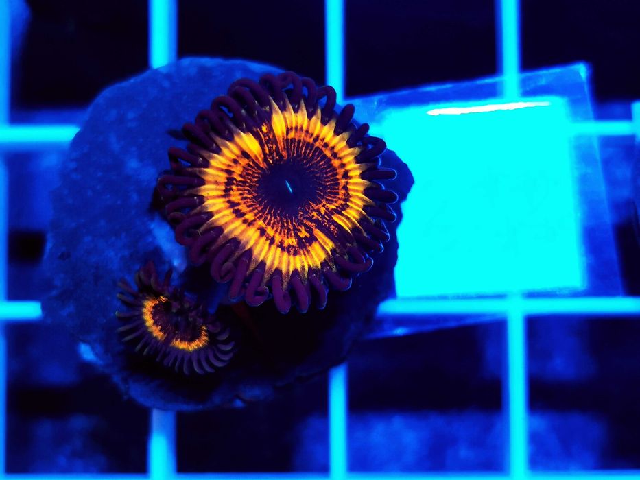 Zoanthus OG Vampire WYSYŁKA cena za szczepkę, morskie, koralowce