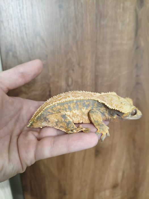 Gekon Orzęsiony Orzęsione