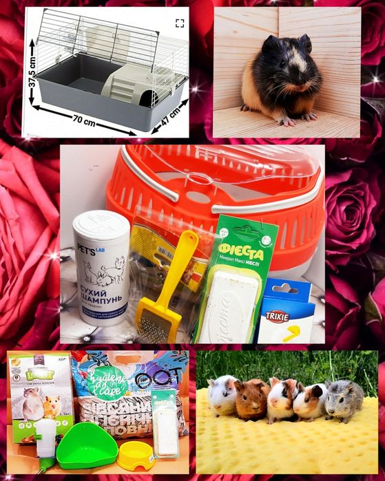 Морские свинки,морская свинка,морські свинки,морська свинка