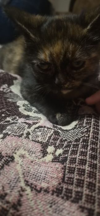 Кошеня.котеня кішка