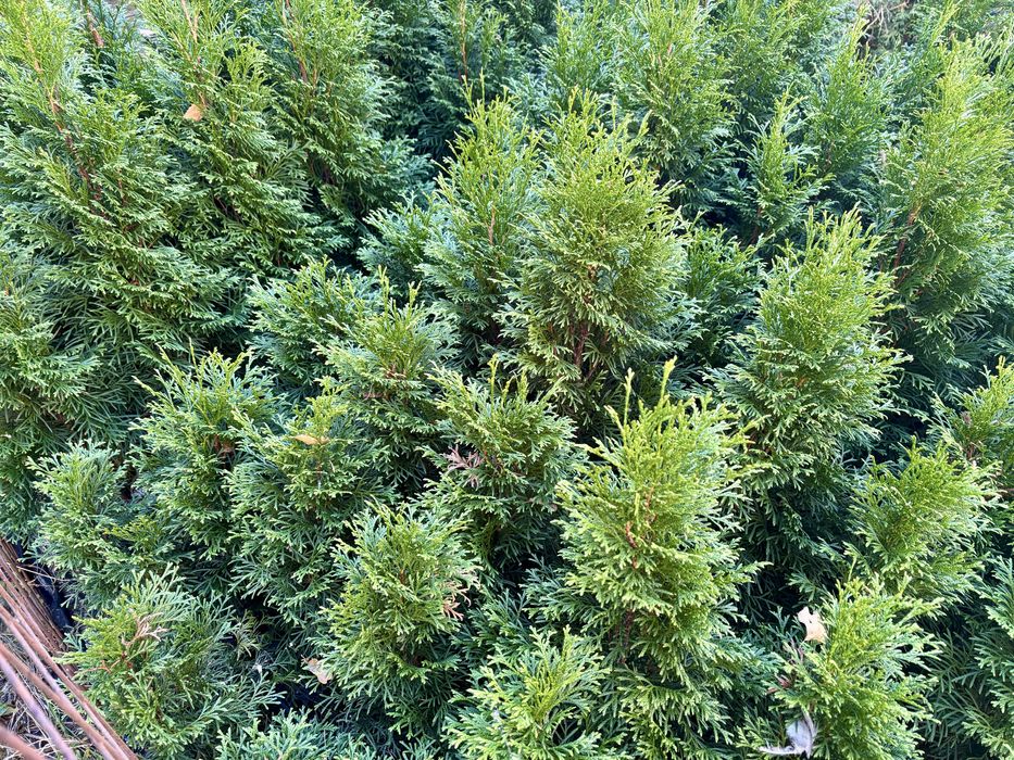 Tuja Sznaragd - 30 / 40 cm -  Doniczkowame - Transport