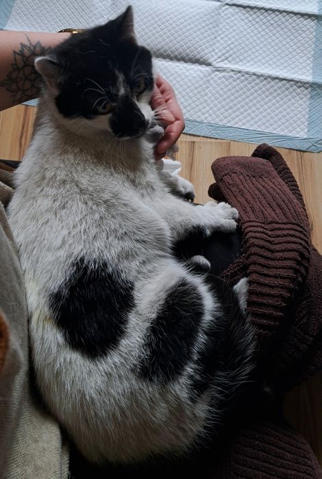 Młody kocurek szuka domu