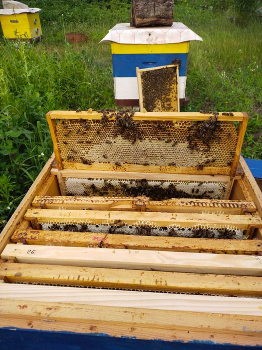 Продам мед в сотах