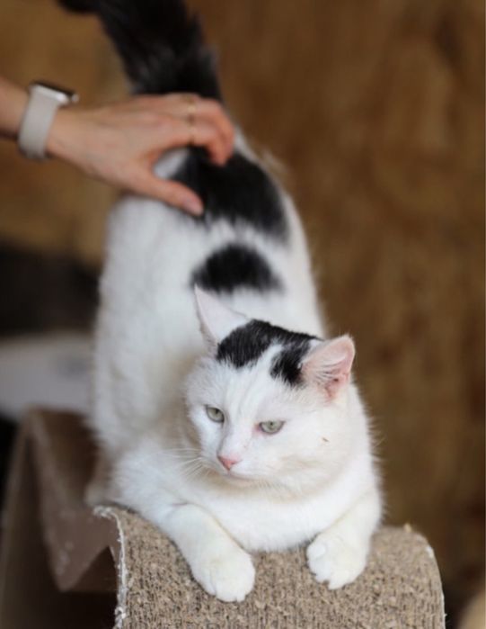 Любопытный Альф, котенок 2 года, классный кот