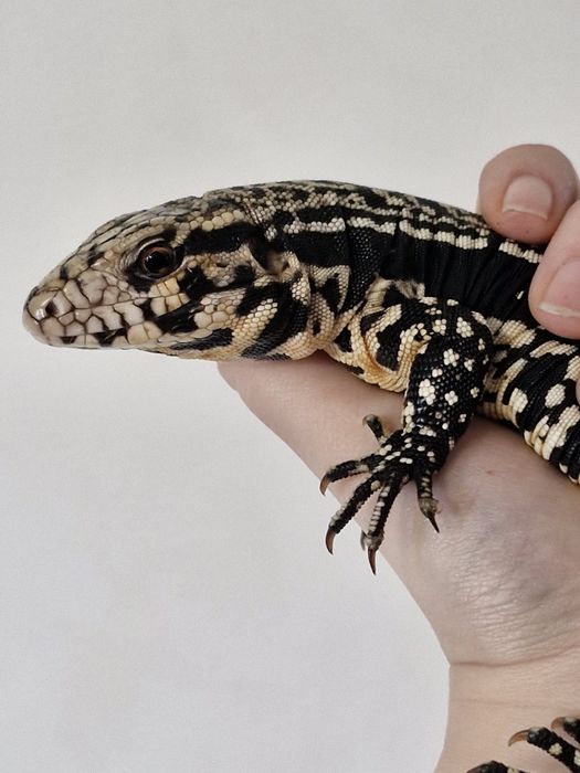 Teju Argentyński Samica