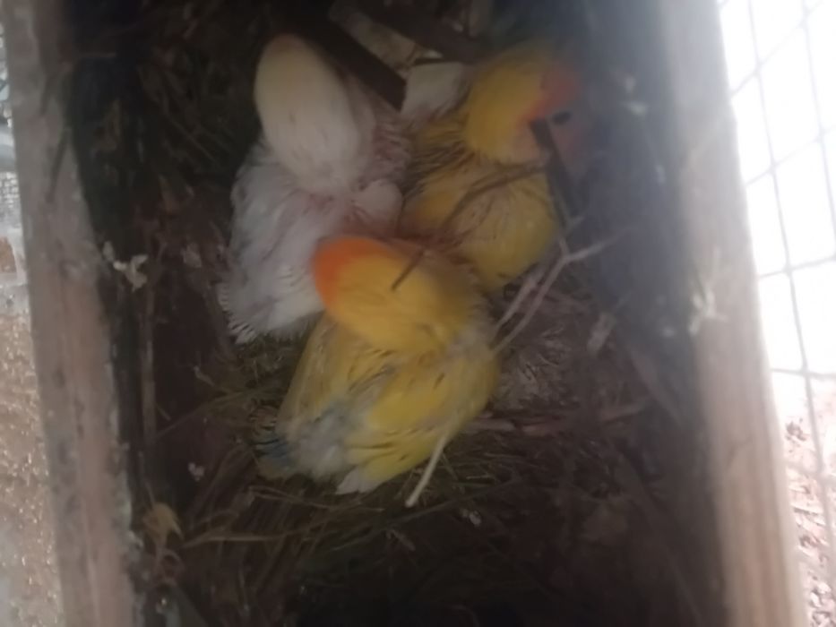 Agapornis criar à mão  Aveiro