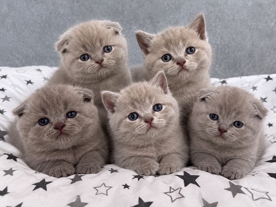 Шотландські кошенята.