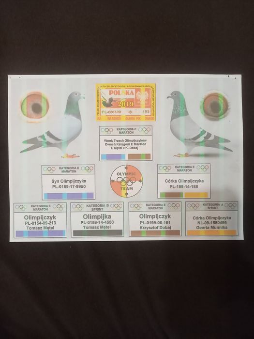 Gołębie pocztowe samice z rozpłodu