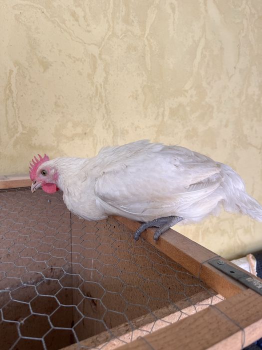 Frango la bresse