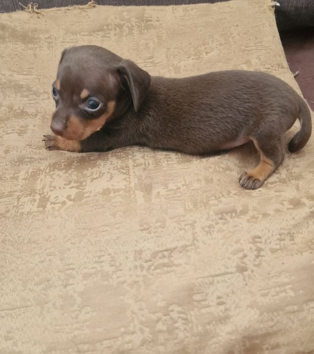 Macho Teckel Miniatura Chocolate Pelo Curto