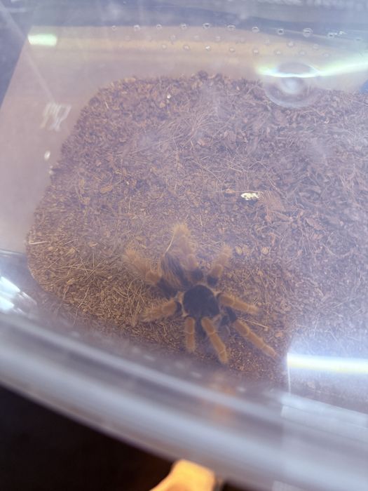 M. Robustum nsex