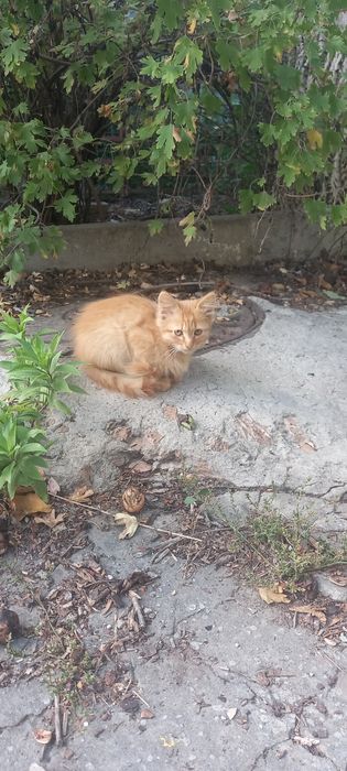 Віддам котиків у добрі руки
