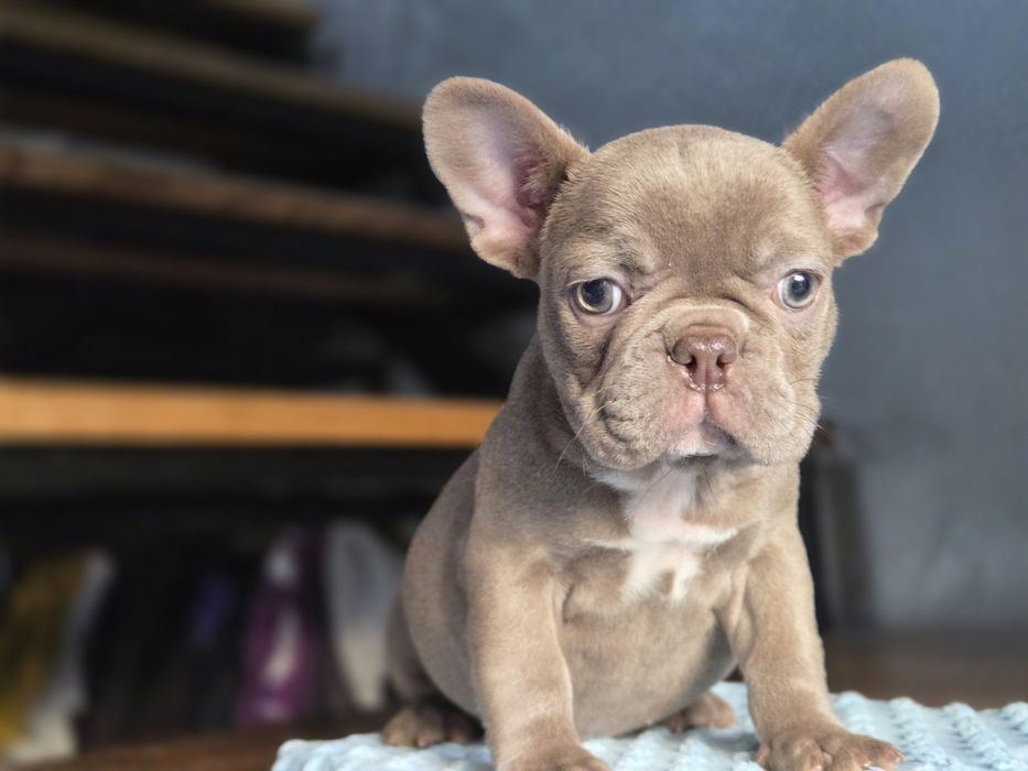 Бомбічна дівчинка французький бульдог
