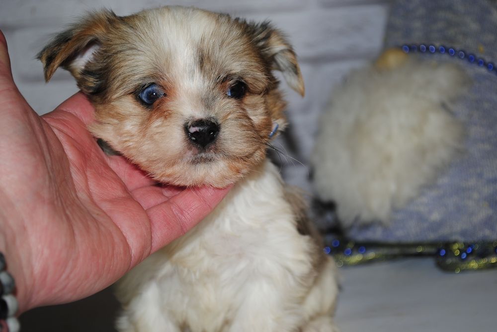 Блубері хлопці з голубим оком