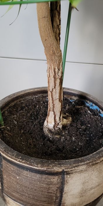 Jackfruit chlebowiec drzewko 150 cm