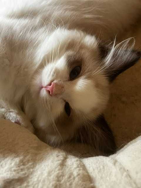 koty ragdoll-kocięta