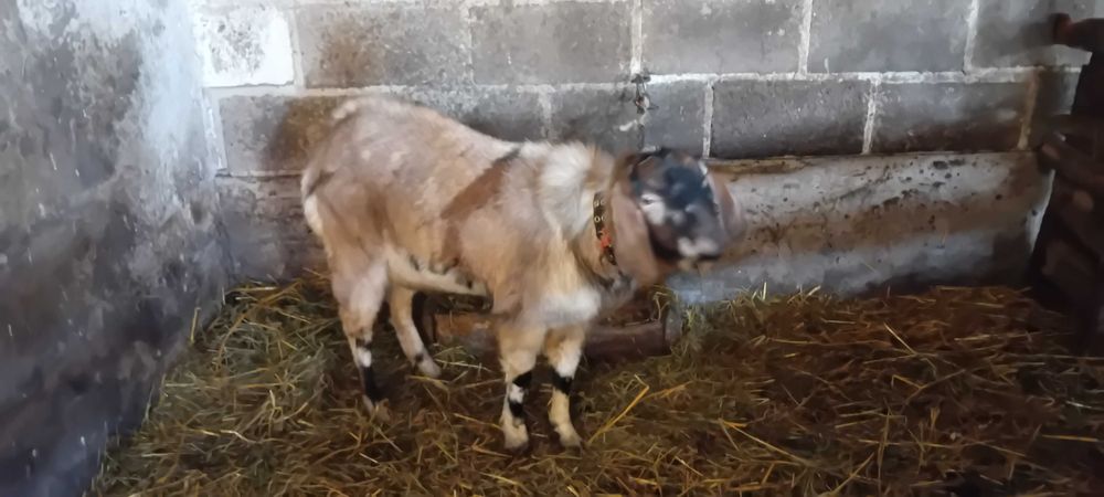 Sorzedam kozła Roccznego An