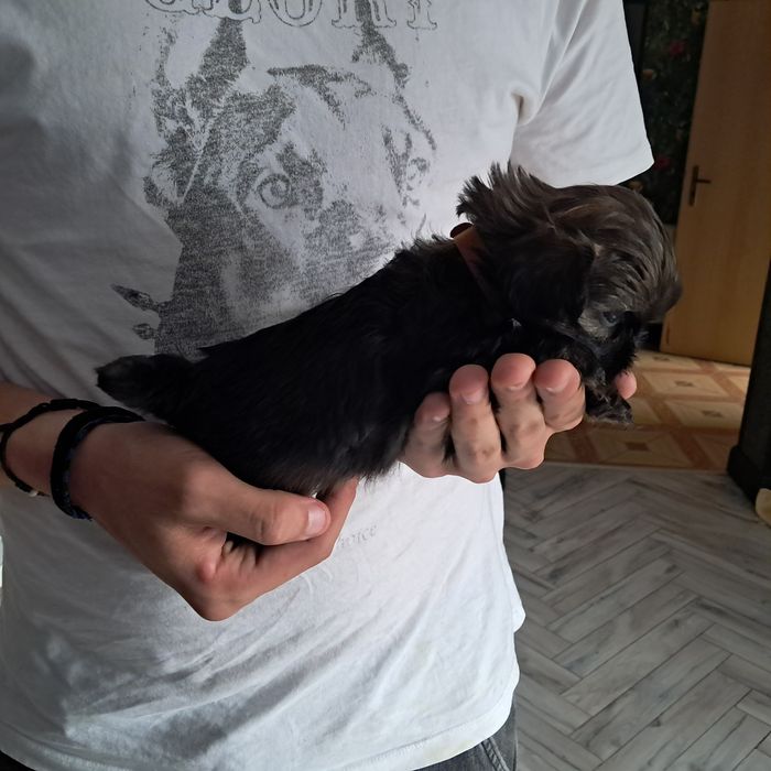 Shih tzu dziewczynka rodowód