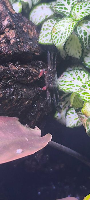 Caranguejos de água doce