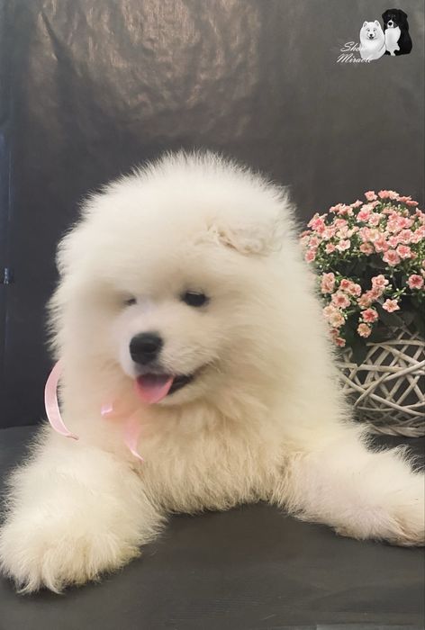 Samoyed / Самоїд