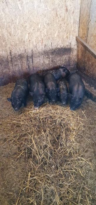 Вьетнамские поросята