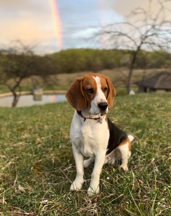 Вʼязка, собака бігль