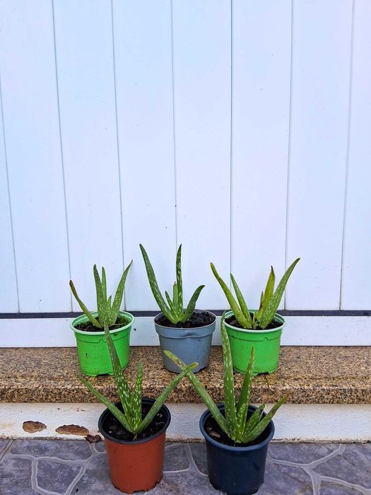Mudas de Aloe Veras Medicinais
