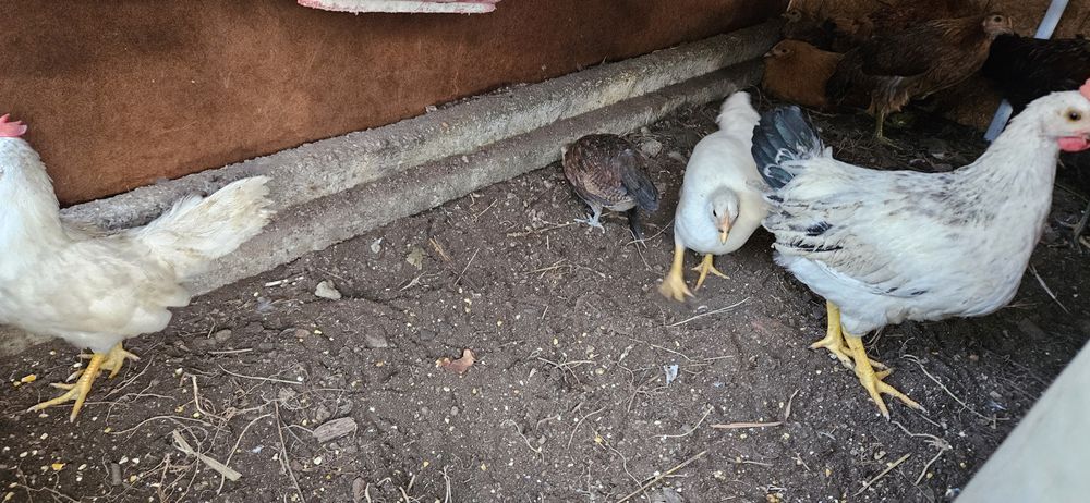 Garnizos rabo de leque várias cores e idades