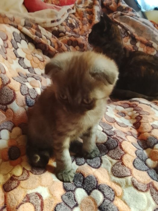 Кошенята Шотландські висловухі