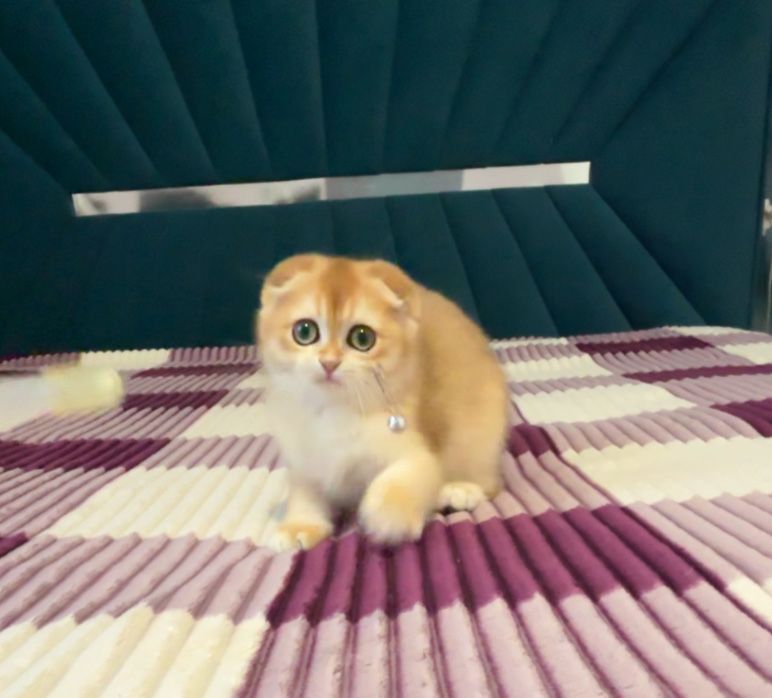 Вислоухий хлопчик ny12