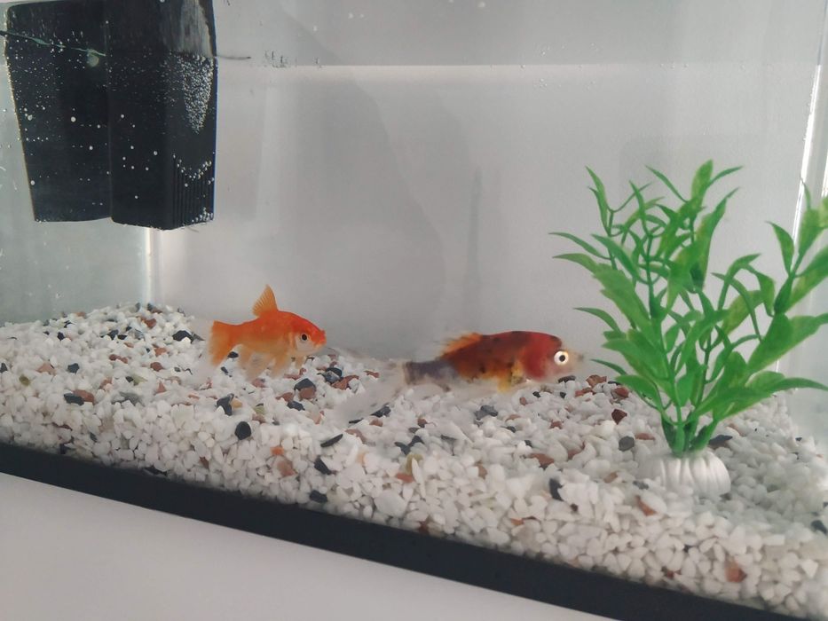 Aquário peixes - Kiwoko