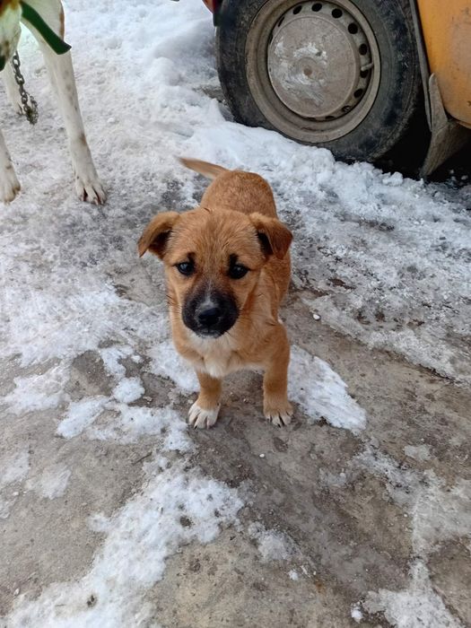 Віддам собачки в добрі руки