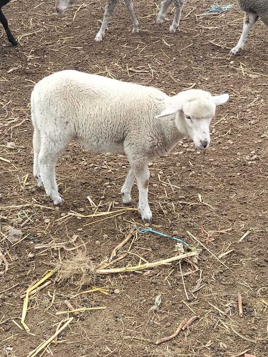 Vendo ovelha  com 3 meses
