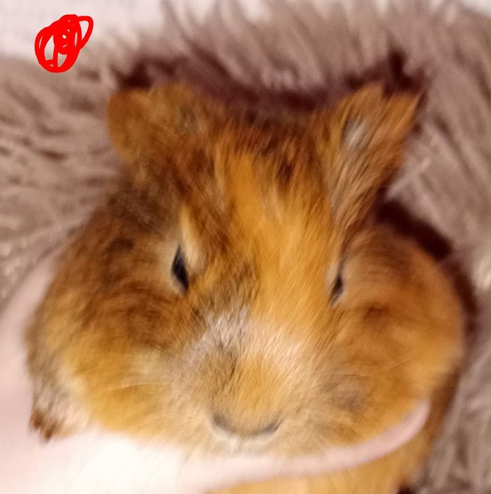 Świnka morska samica gładkowłosa