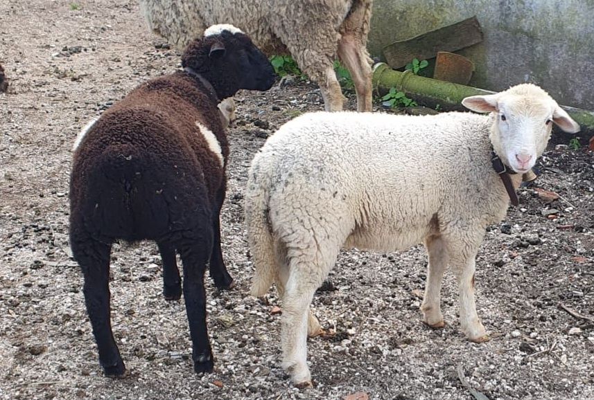 Borregas para cedência cruzadas ilhe de Françe com Dorpe