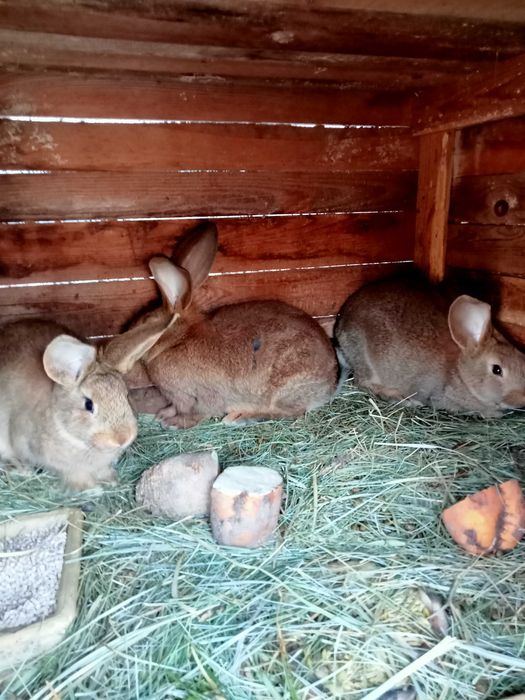 Króliki dwumiesięczne