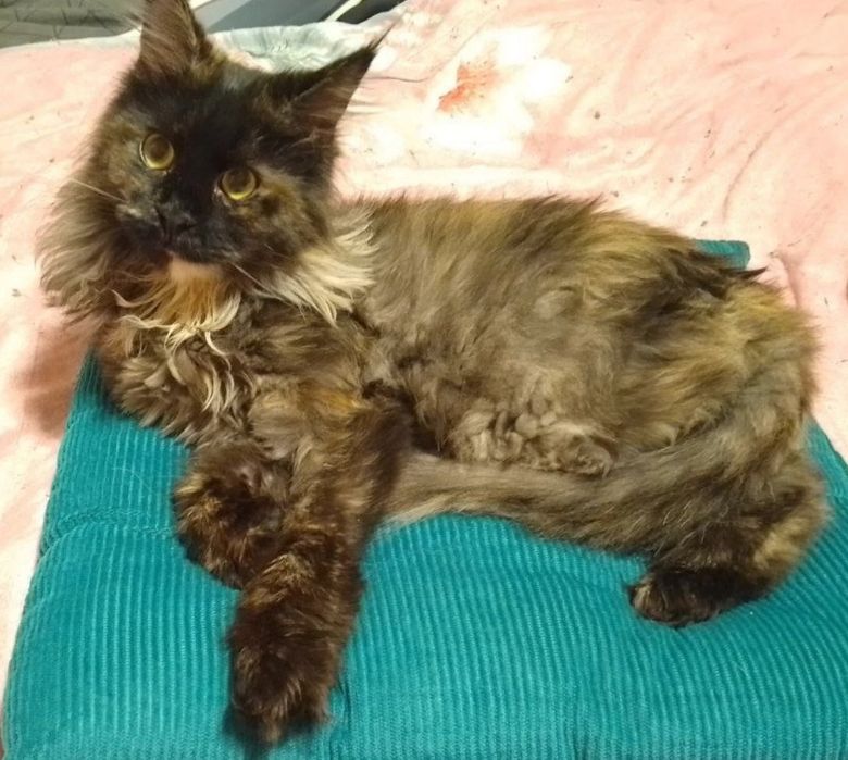 Мейн-кун,кошка, чёрная черепаха(трехцветная). 1год