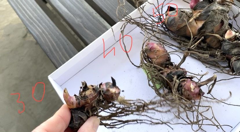 Канни пальмолисті для саду та кашпо (бронь на осінь)