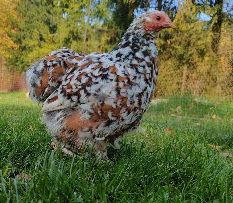 Kochiny kury kurczeta, kochin miniaturowy ,karzelek , silka silki